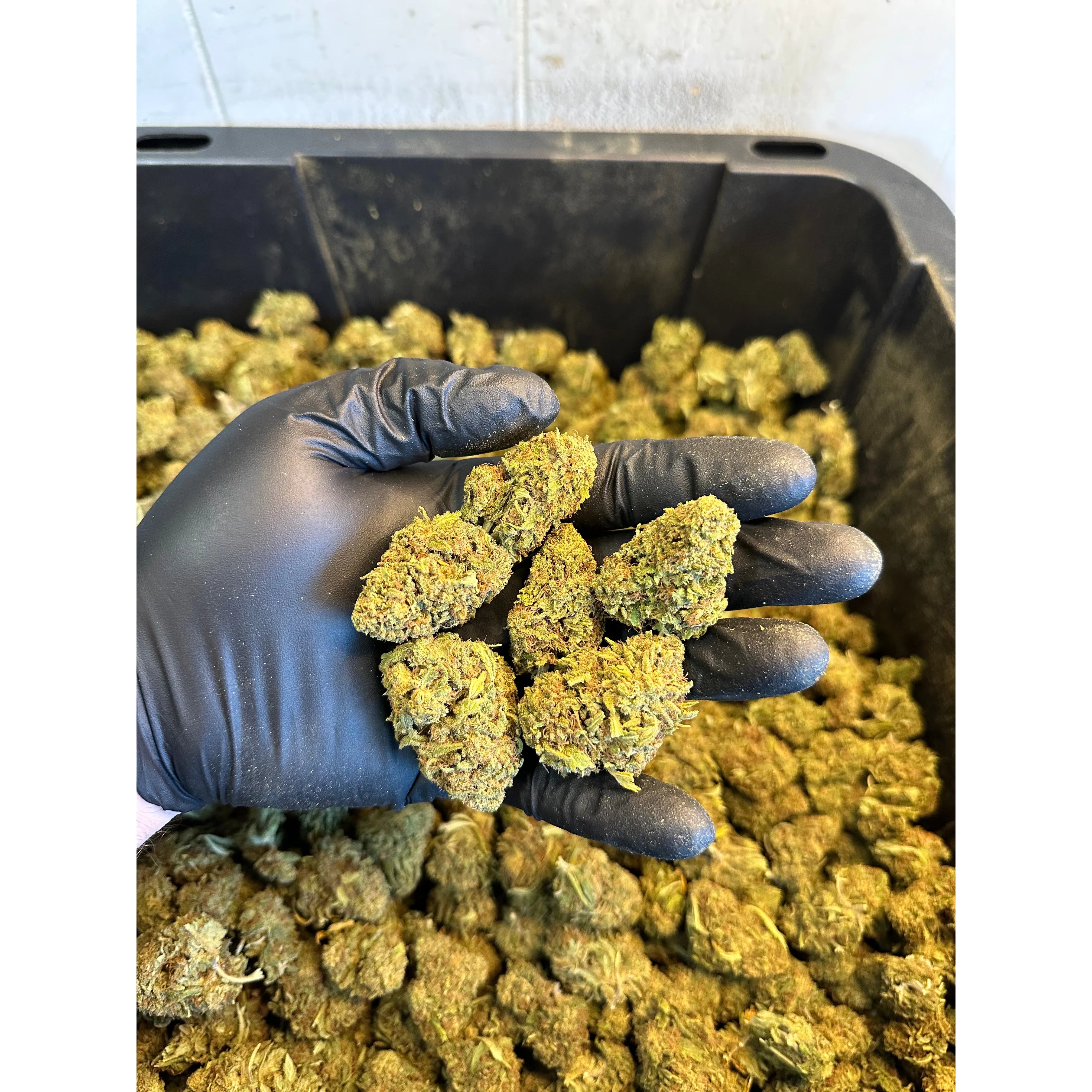Hawaiian Haze Hemp Flower
